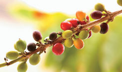 Coffea-Arabica