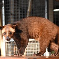 Schleichkatze-Kopi-Luwak