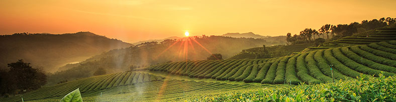 Caffè equo solidale diretto